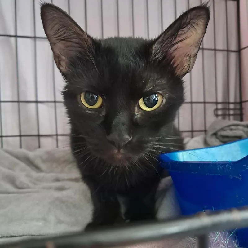 An adult medium-sized female Black Domestic Short Hair cat named Freya for adoption in Concord, NH