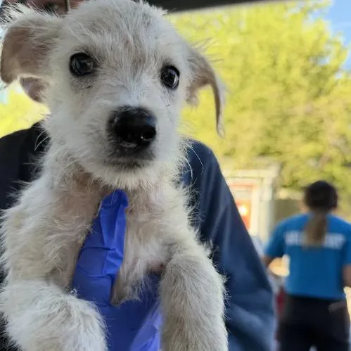 A baby small-sized male Labrador Retriever dog named Jason Funderberker for adoption in Austin, TX