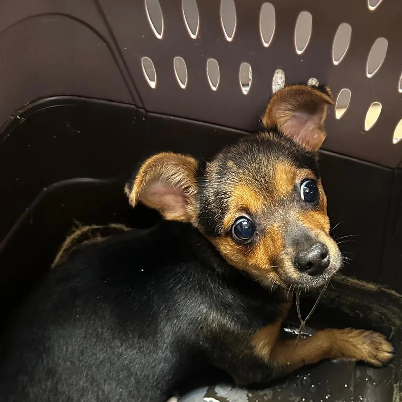A baby small-sized female Black Mixed Breed dog named Reeses Puppycups for adoption in Gadsden, AL