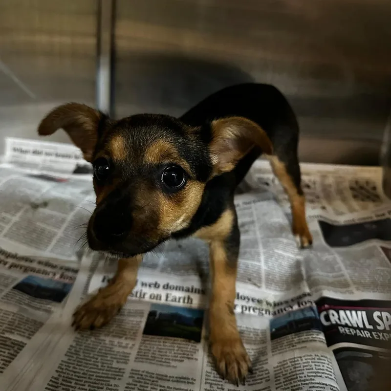 Reeses Puppycups thumbnail 2