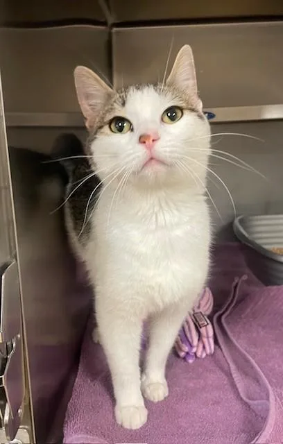 An adult medium-sized female White Domestic Short Hair cat named Juniper for adoption in Prudenville, MI