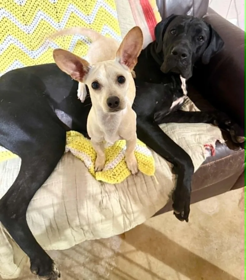 An adult extra large-sized female Great Dane dog named Pink for adoption in Opp, AL