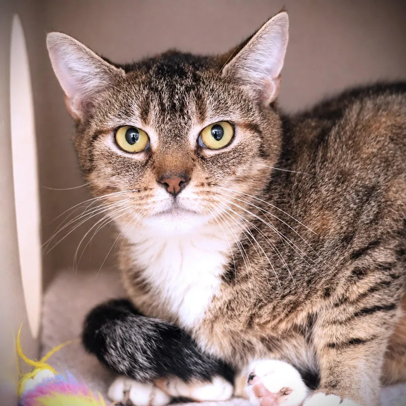 An adult medium-sized female Torbie Domestic Short Hair cat named Doris for adoption in Amsterdam, NY