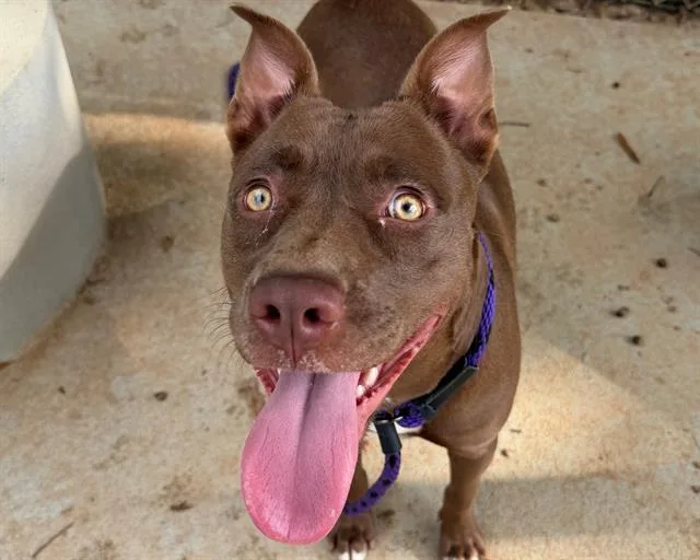 A young medium-sized female Pit Bull Terrier dog named Meg for adoption in Charlotte, NC