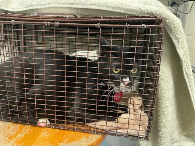 An adult large-sized female Domestic Short Hair cat named Lilly for adoption in West Palm Beach, FL