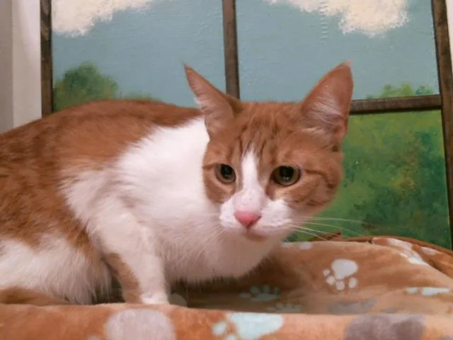 A young medium-sized male Domestic Short Hair cat named Purrari Maxwell Chanel for adoption in Houston, TX