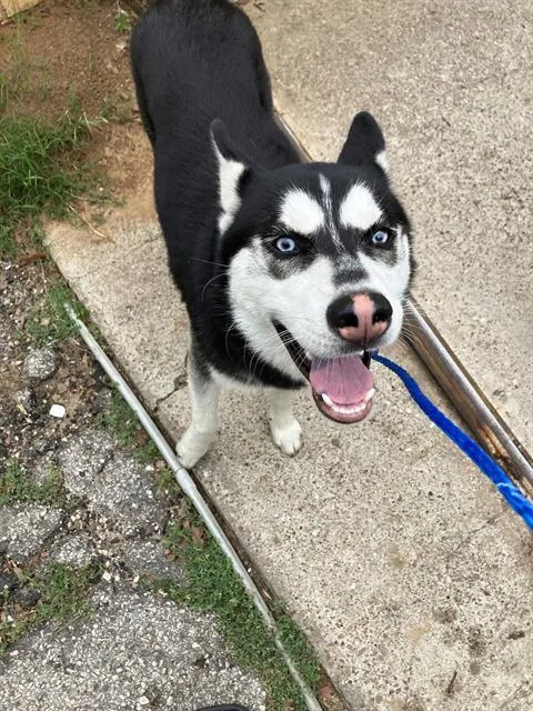 A young large-sized male Mixed Breed dog named Banyo for adoption in Dallas, TX