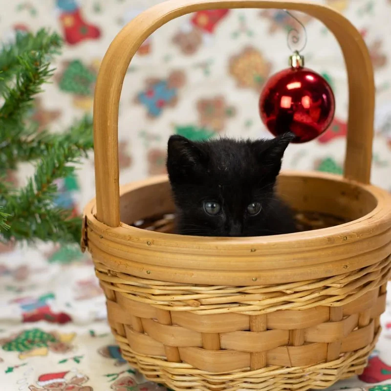 A baby small-sized male Black Domestic Short Hair cat named ToulouseC for adoption in East Saint Louis, IL
