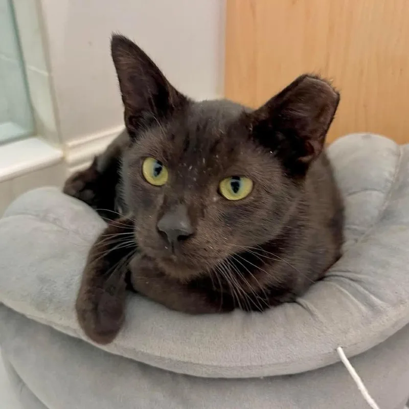 A young medium-sized male Black Domestic Short Hair cat named Sebastian for adoption in Boston, MA