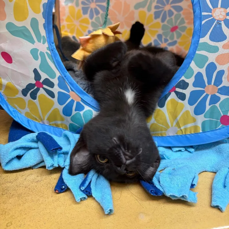 A baby small-sized female Black Domestic Short Hair cat named Fable for adoption in Monroe, MI