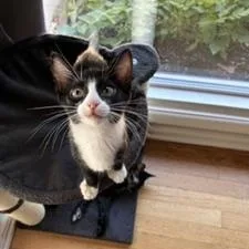 A baby medium-sized male Black & White / Tuxedo Domestic Short Hair cat named Figaro for adoption in Denver, CO