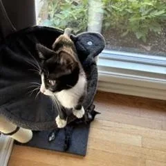 Figaro thumbnail 2