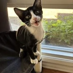 Figaro thumbnail 3