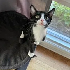 Figaro thumbnail 4
