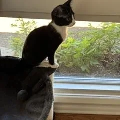 Figaro thumbnail 5