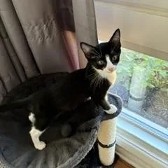 Figaro thumbnail 6