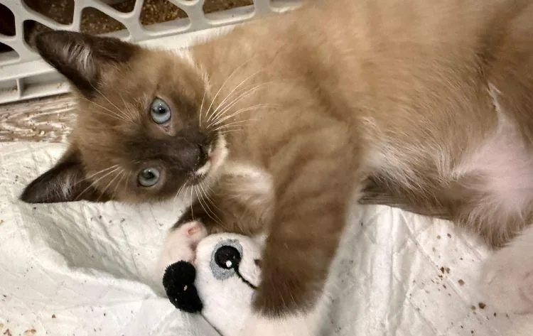 A baby medium-sized female Brown / Chocolate American Shorthair cat named Max for adoption in Richardson, TX