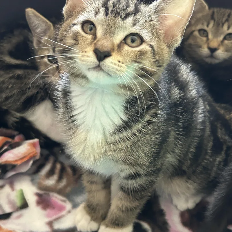 Mickey  Gilley  thumbnail 3