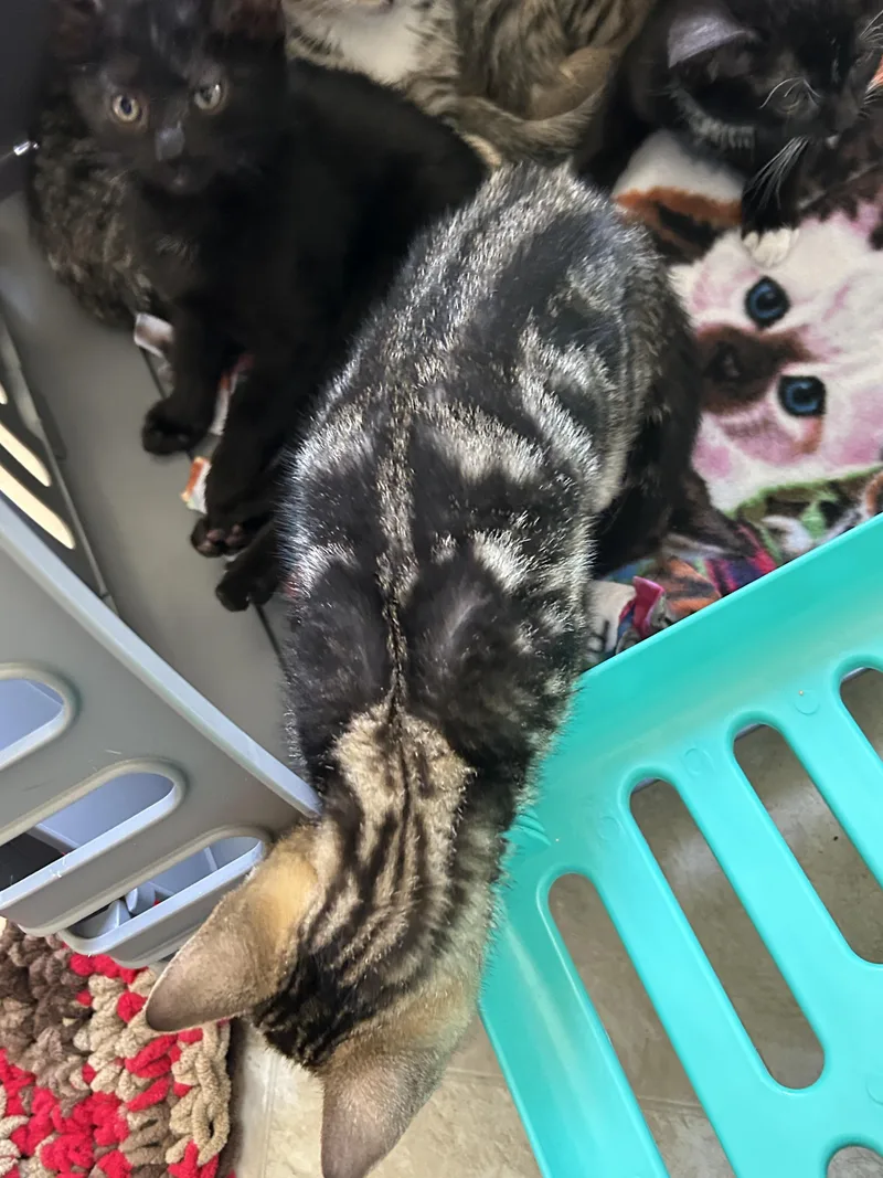 Mickey  Gilley  thumbnail 4