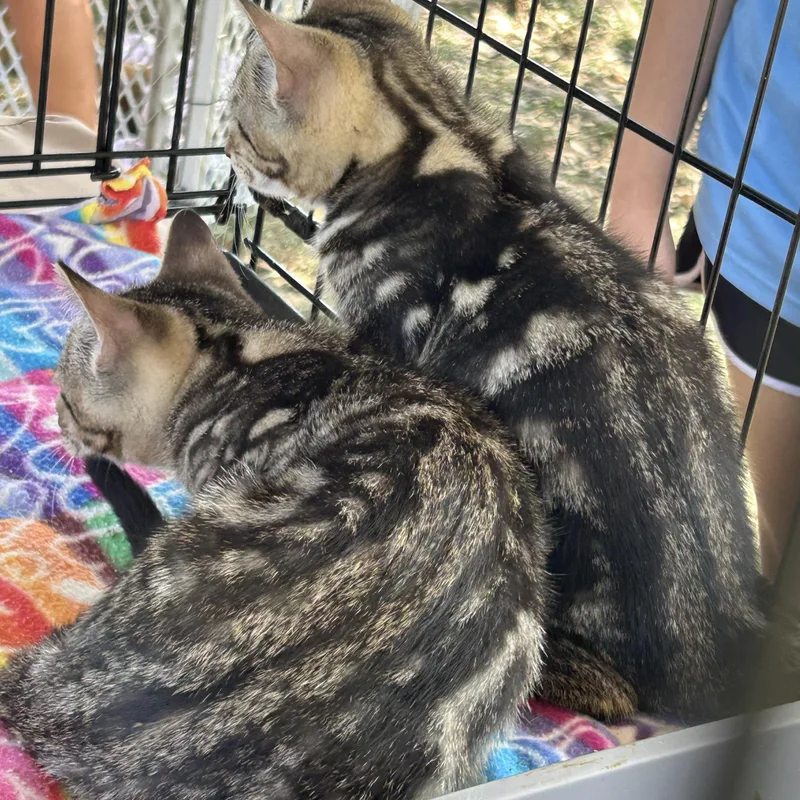 Mickey  Gilley  thumbnail 6