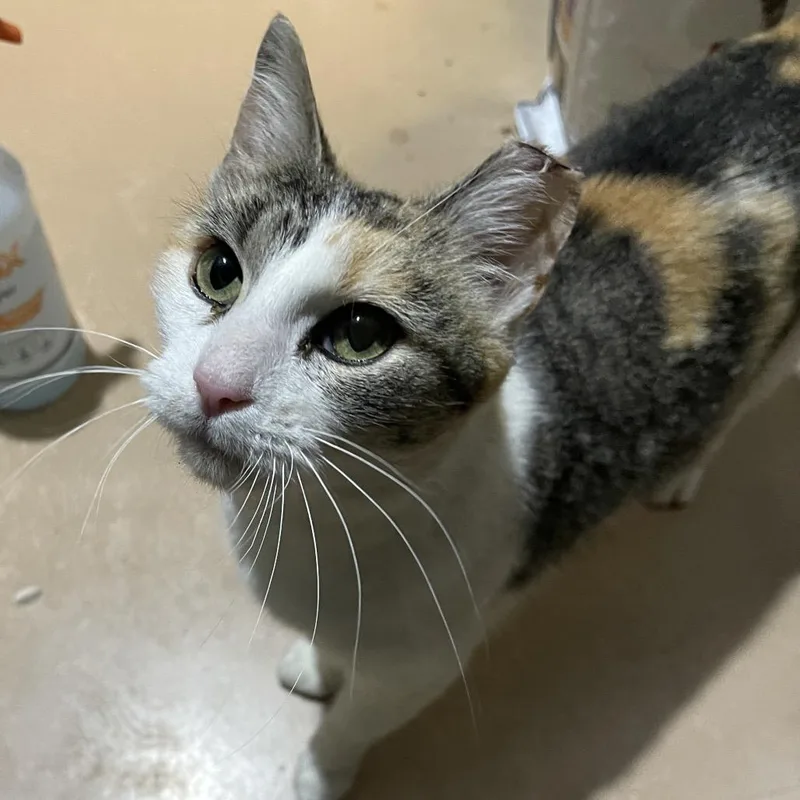 An adult small-sized female Calico Domestic Short Hair cat named Connie for adoption in Walden, NY