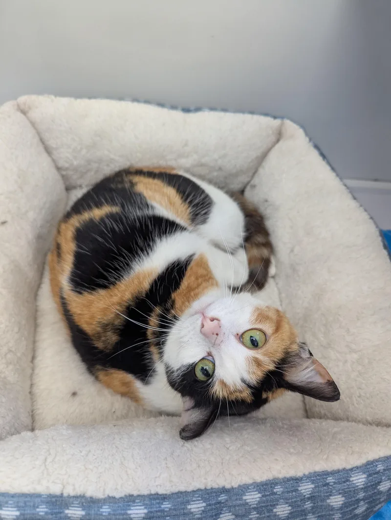 An adult medium-sized female Domestic Short Hair cat named Zora for adoption in Oconto, WI