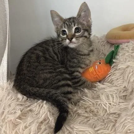 A baby small-sized female Brown / Chocolate Domestic Short Hair cat named Bacon for adoption in Phoenix, AZ
