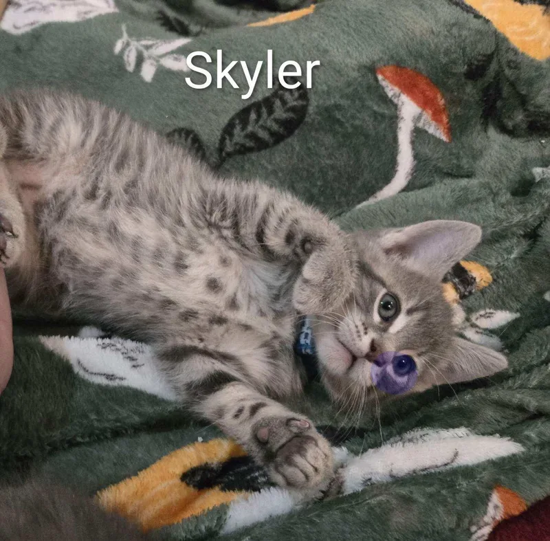 A baby medium-sized male Tabby (Gray / Blue / Silver) Domestic Short Hair cat named Skyler for adoption in La Crescent, MN