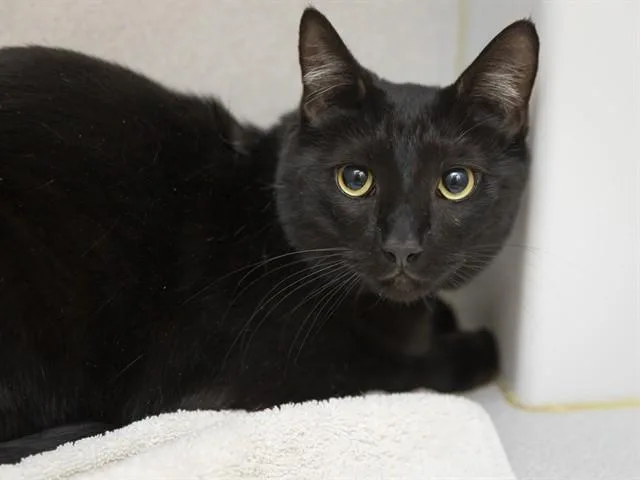 An adult small-sized male Domestic Short Hair cat named Kesha for adoption in Phoenix, AZ
