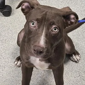 Coco