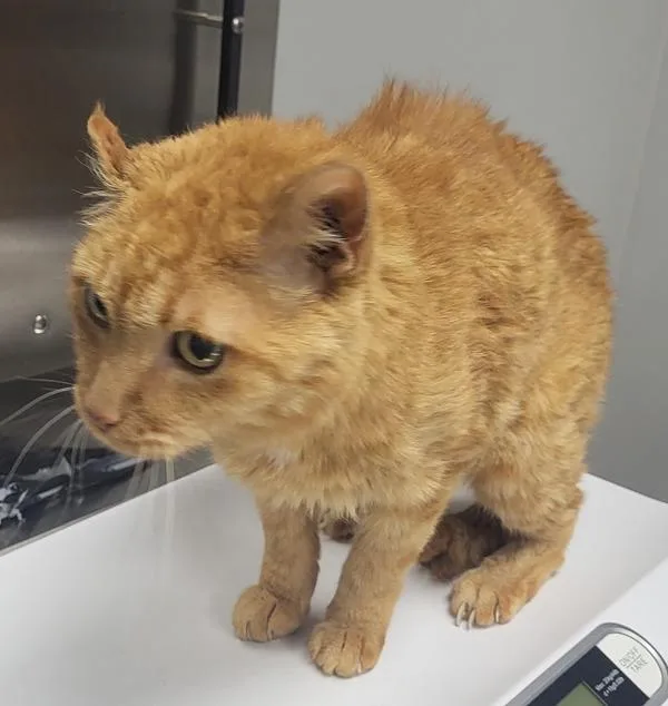 A senior small-sized male Domestic Short Hair cat named Nf Barbosa for adoption in Lawrenceville, GA