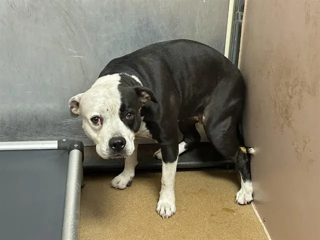 A young large-sized female Pit Bull Terrier dog named Crescent for adoption in Martinez, CA