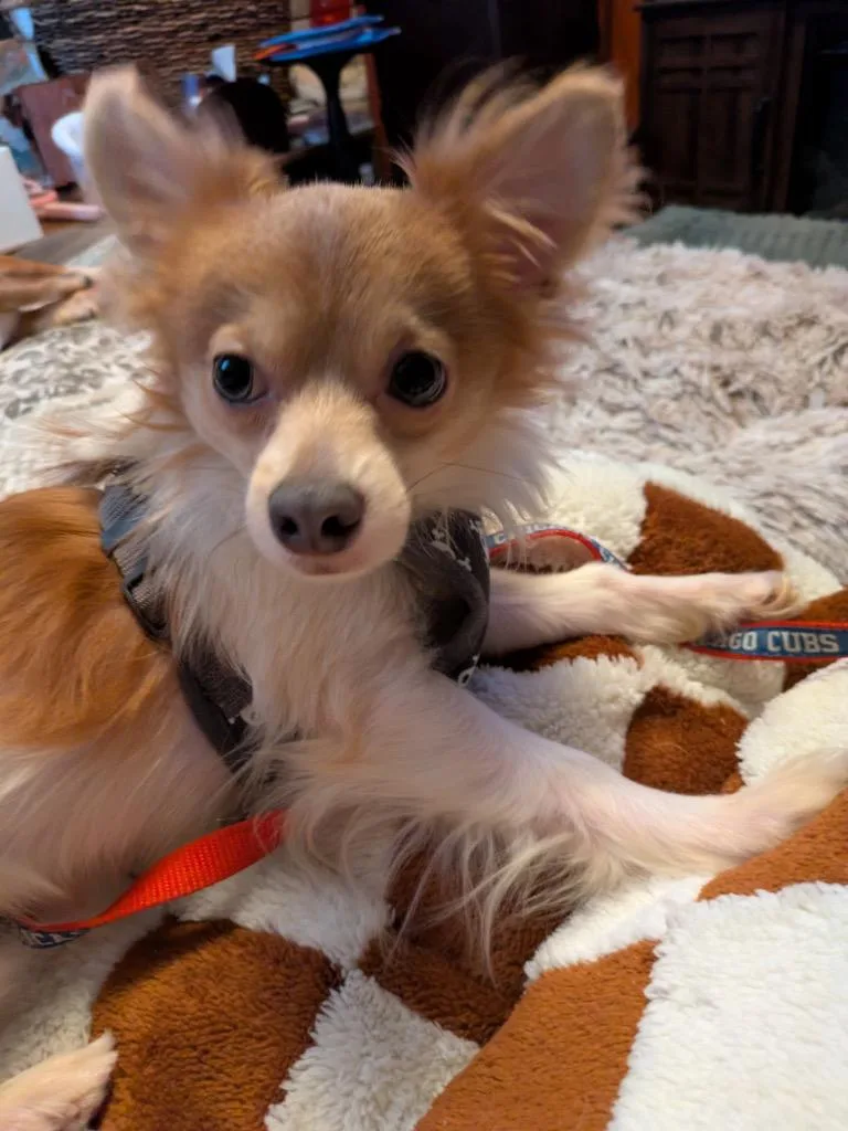 A young small-sized male Pomeranian dog named Ollie for adoption in Valparaiso, IN