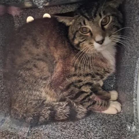 An adult medium-sized male Gray / Blue / Silver Domestic Short Hair cat named Wiskey for adoption in Lufkin, TX