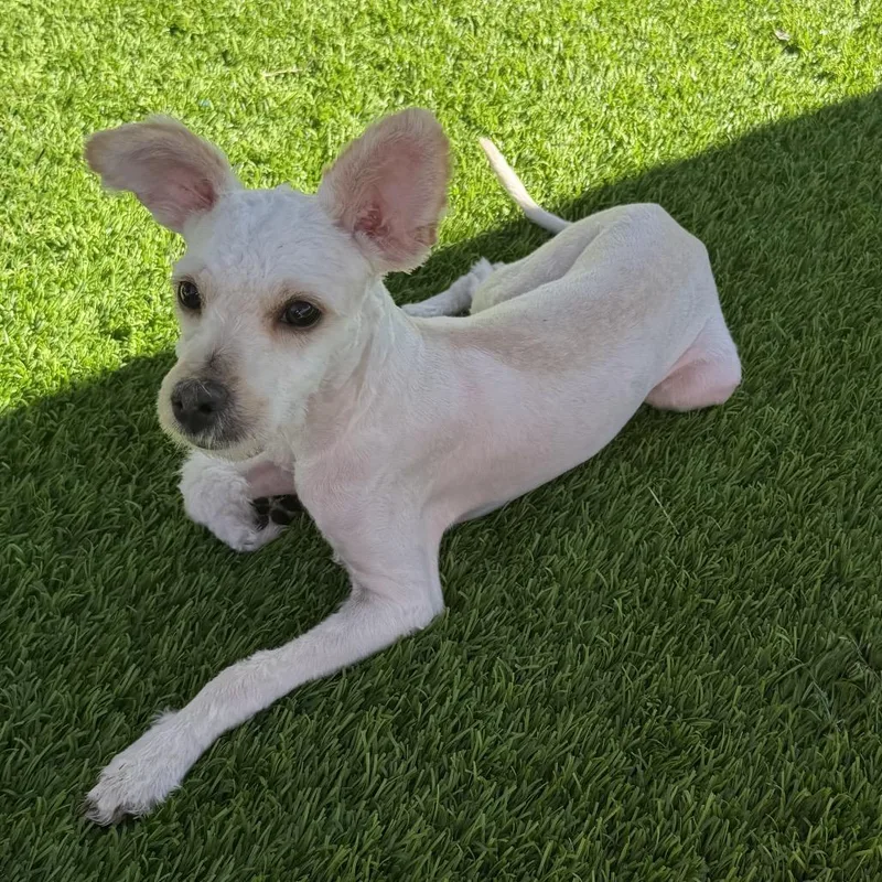 A young small-sized male Miniature Poodle dog named Ghostie for adoption in Las Vegas, NV