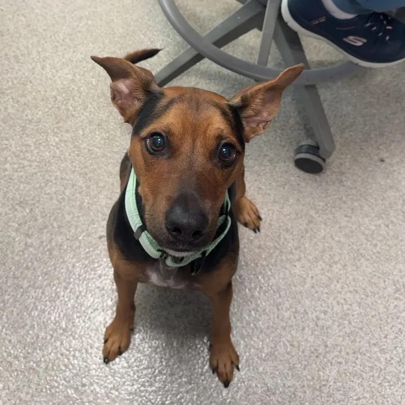 A young medium-sized male Black Terrier dog named Benjamin for adoption in Englewood, FL