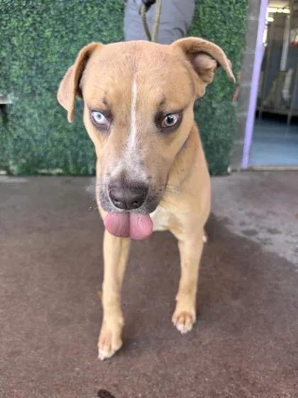 A young medium-sized male Brown / Chocolate Mixed Breed dog named Graham for adoption in El Paso, TX