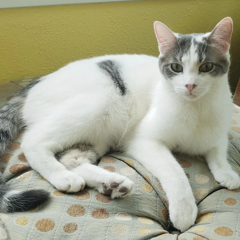 A senior small-sized male White Domestic Short Hair cat named Cosmo Bonded with for adoption in Bristol, IN