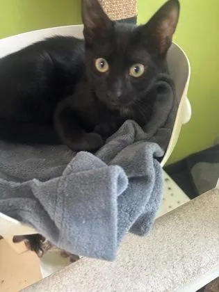 A baby small-sized male Domestic Short Hair cat named Peter for adoption in New Orleans, LA