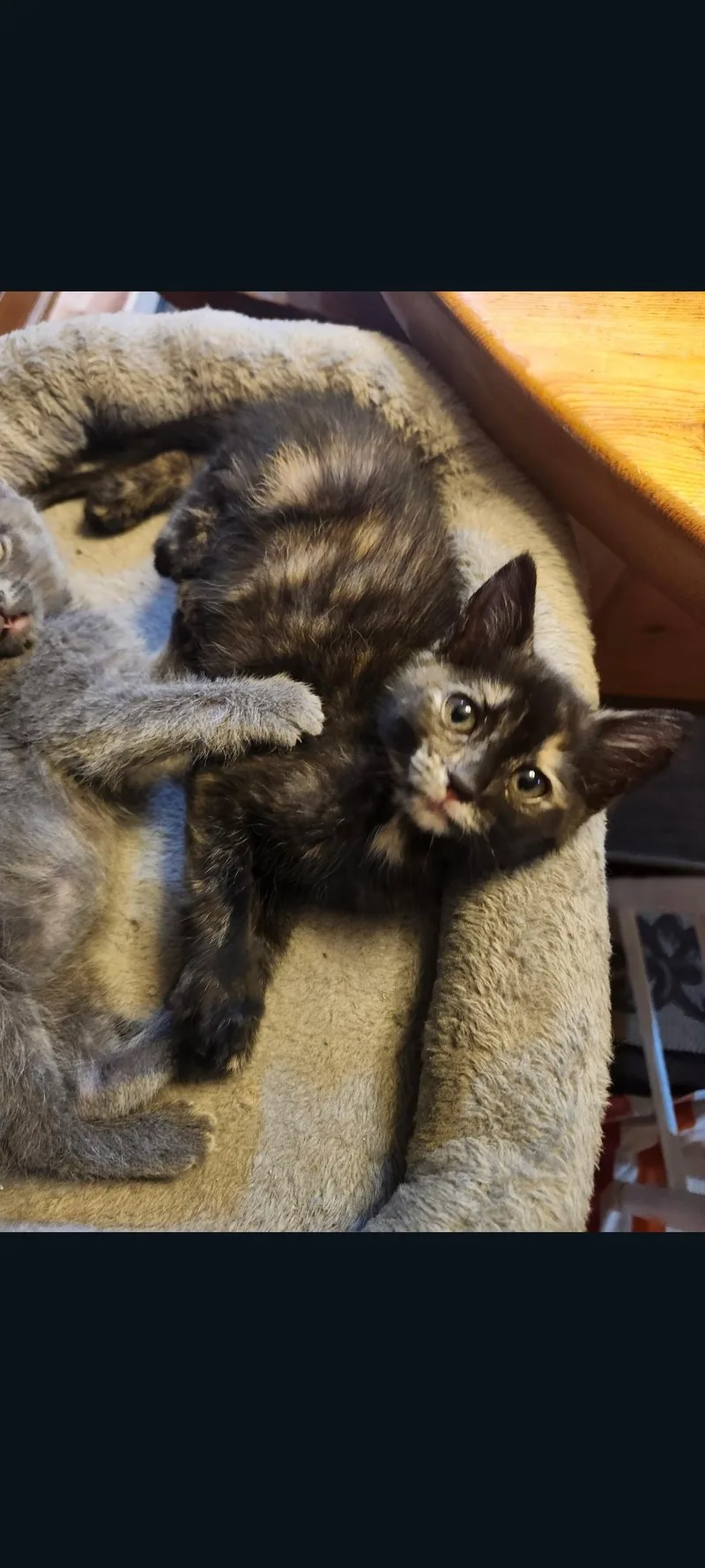 A baby small-sized female Tortoiseshell Domestic Short Hair cat named Tortie for adoption in Lewis Center, OH