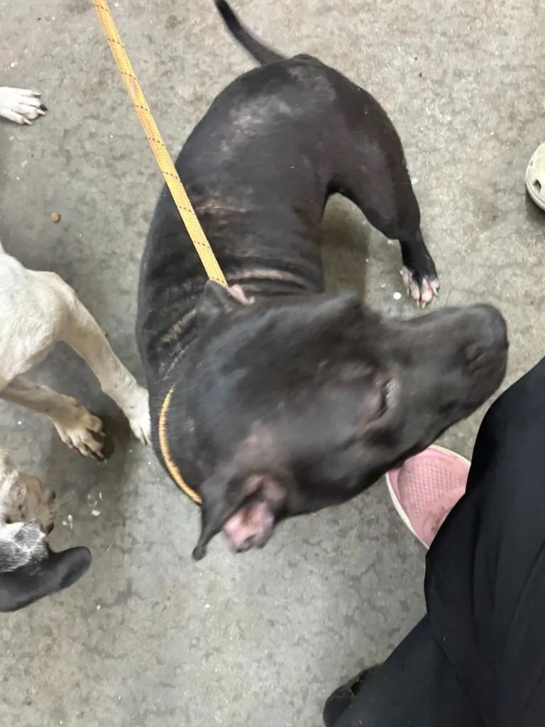 A young medium-sized female Pit Bull Terrier dog named Nibbles for adoption in Swainsboro, GA