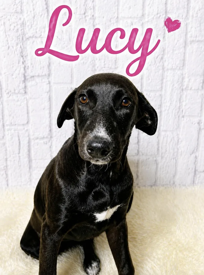 Lucy thumbnail 2