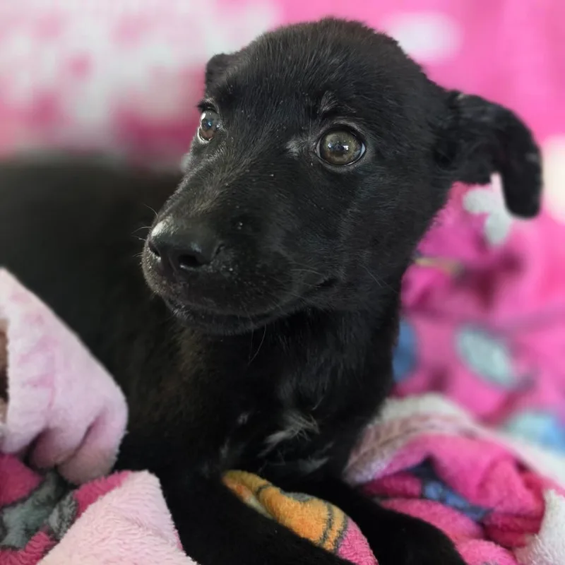 Puppy _ thumbnail 2