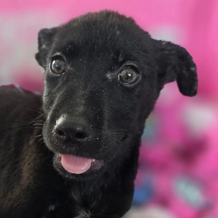 Puppy _ thumbnail 3