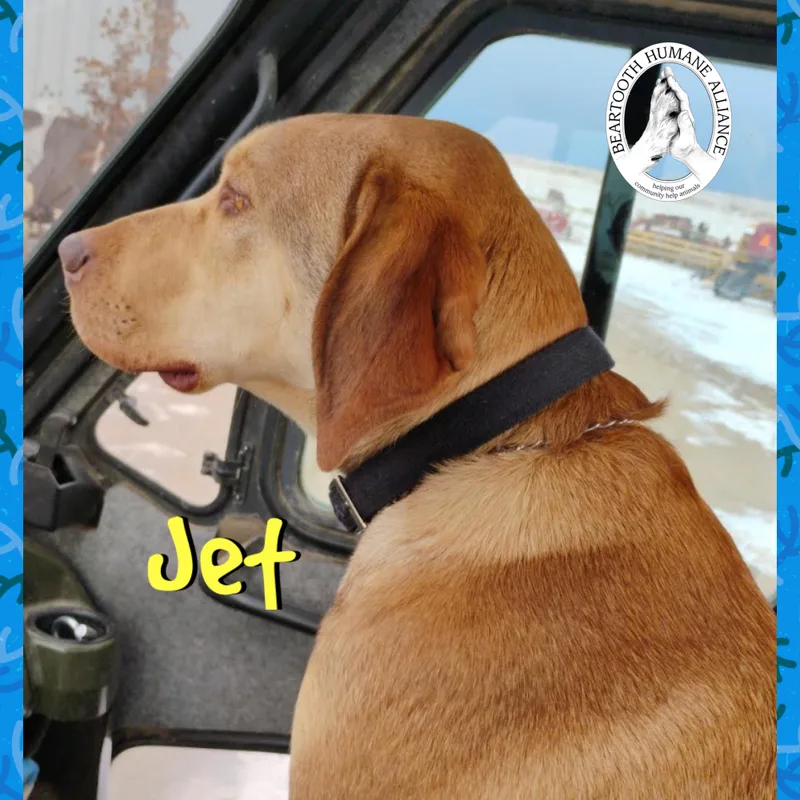 An adult large-sized male Yellow / Tan / Blond / Fawn Vizsla dog named Jet for adoption in Red Lodge, MT
