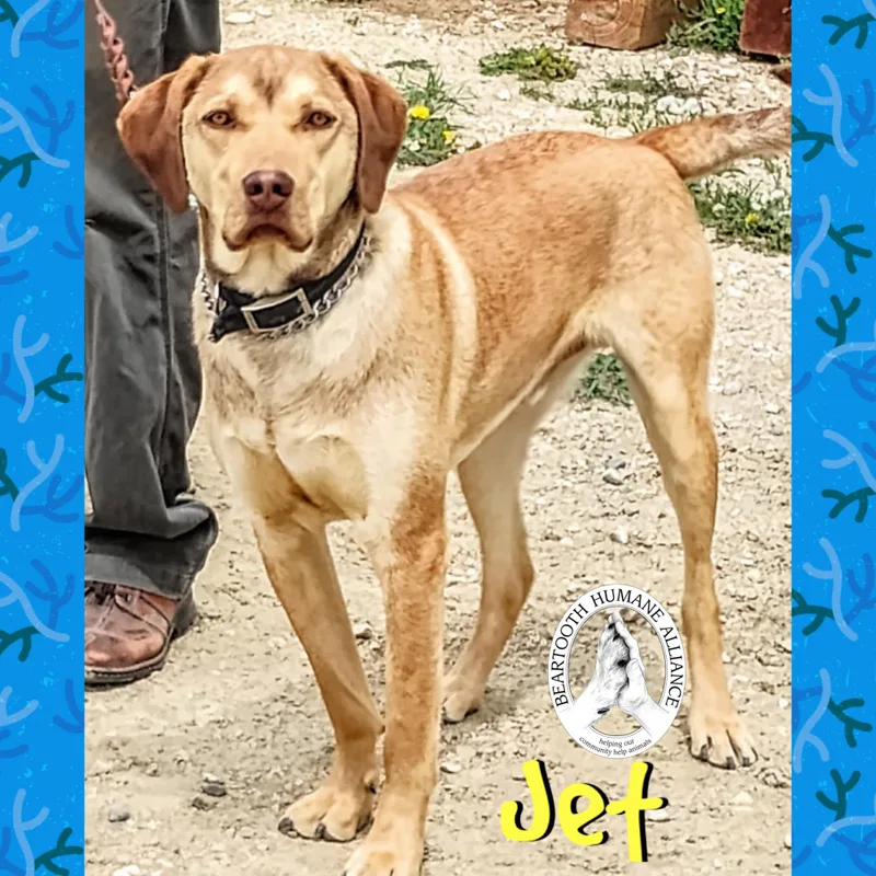 Jet thumbnail 3