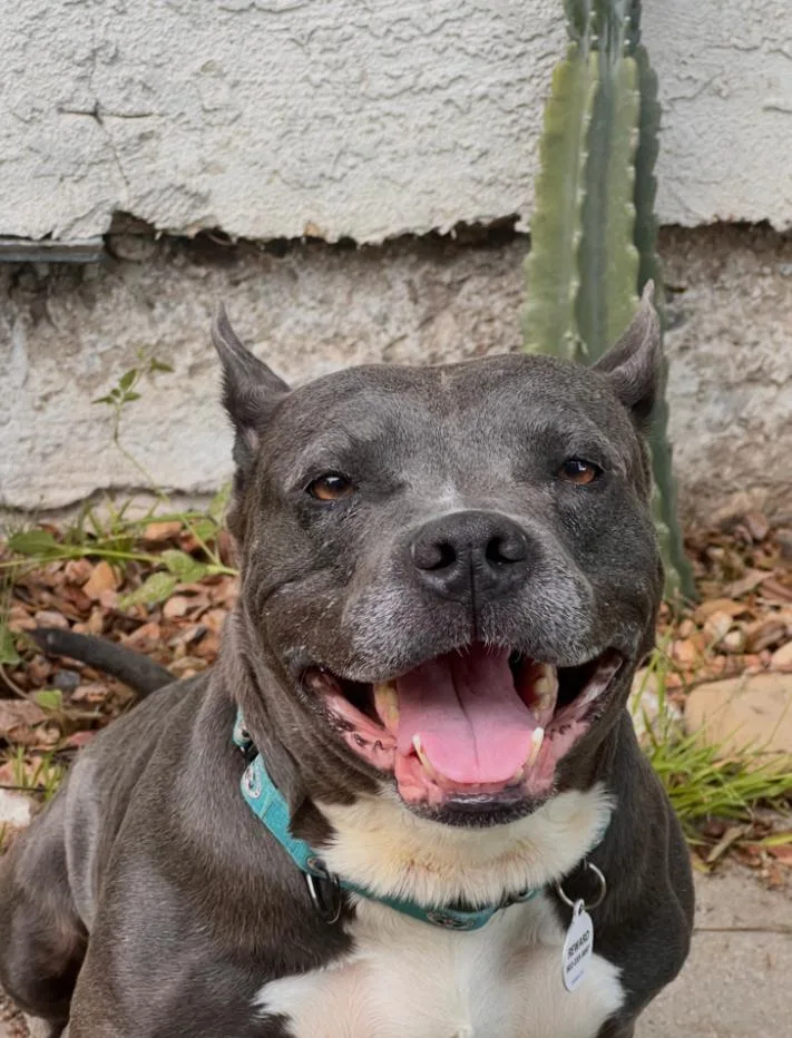 An adult medium-sized female Pit Bull Terrier dog named Marvelous for adoption in Los Angeles, CA