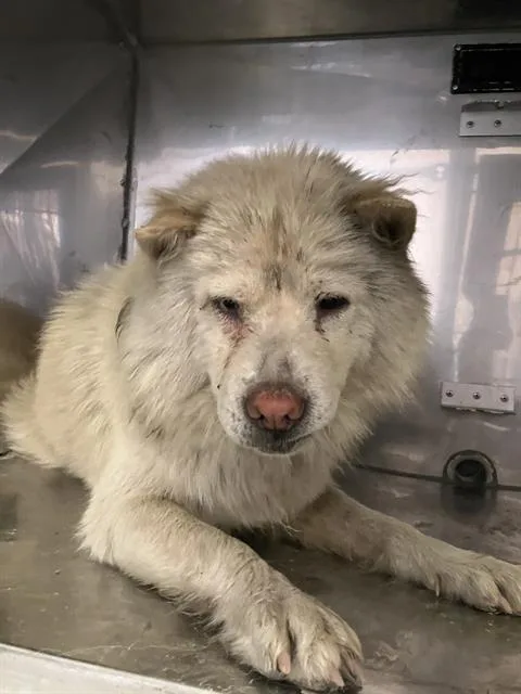 An adult medium-sized female Samoyed dog named Nubit for adoption in Dallas, TX