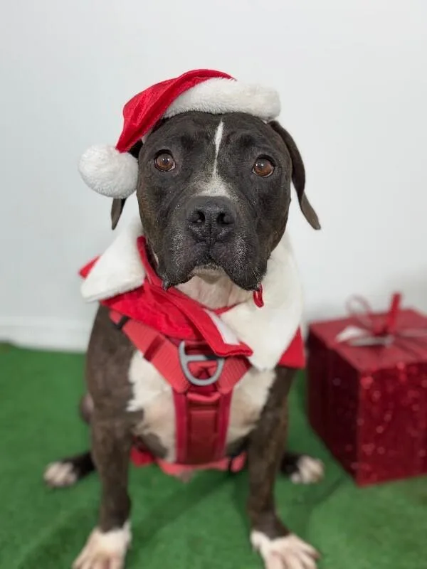 A young large-sized male Black Staffordshire Bull Terrier dog named Cheeseburger for adoption in Carlsbad, CA