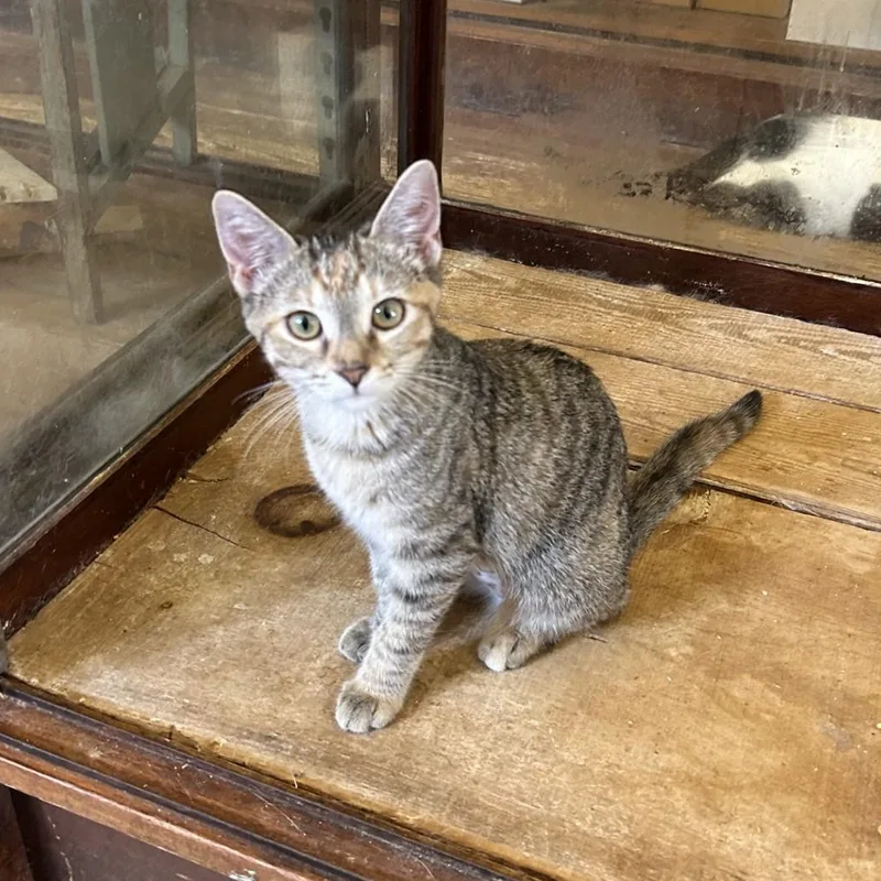 A baby medium-sized female Tabby (Buff / Tan / Fawn) Domestic Short Hair cat named Squeak for adoption in Springdale, AR